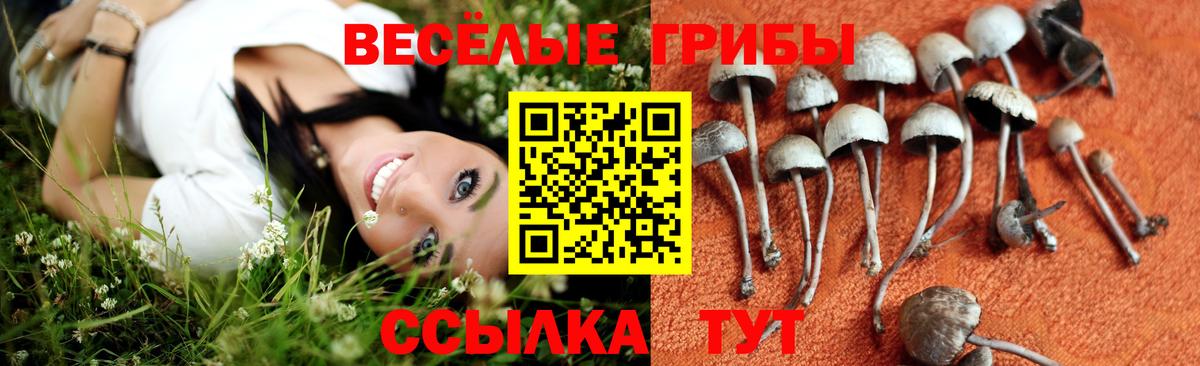 Галлюциногенные грибы GOLDEN TEACHER Свободный